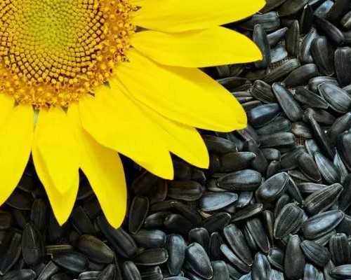 贵阳借卵助孕医院指南与贵阳市妇幼保健院生殖中心服务解析